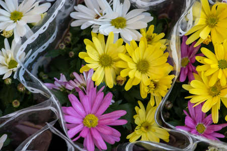 Beautiful gerbera flower from the Qatar Flower Festival 2021