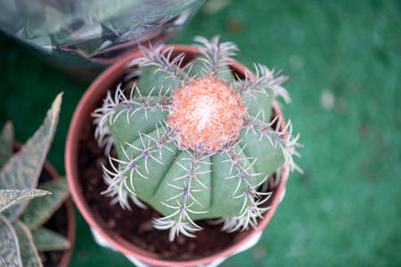 Red blooming cactus flower on top of green cactus on a rock garden
