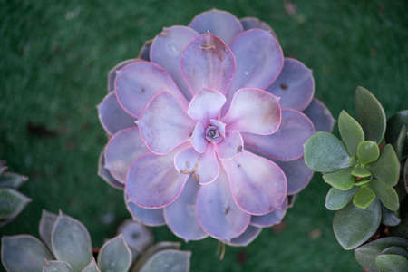 cactus succulents in a planterの写真素材