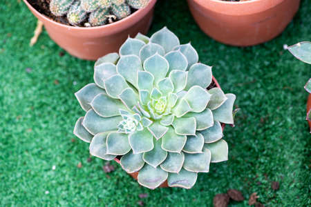 cactus succulents in a planterの写真素材