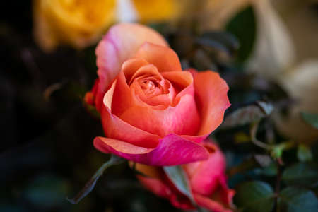 Pink rose; at a shallow depth close upの写真素材