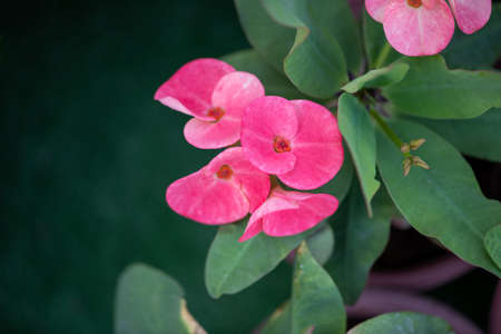 Crown of thorns flowers : Euphorbia Milli Desmoul
