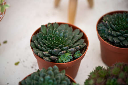 Close up green cactus concept backgroundsの写真素材