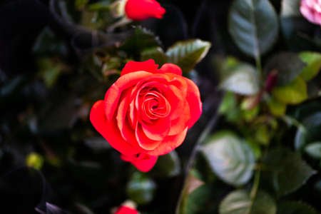 Bouquet of red roses close-up. Background of red roses on a green background for Mother's Day and Woman's Day from the Flower Show in Qatar 2021の写真素材
