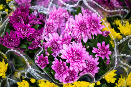 Beautiful Pink chrysanthemum isolated on a black background. From the Flower Festival in Doha Qatar...