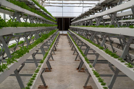 The fresh organic vegetable is grown using aquaponics or hydroponic farming.