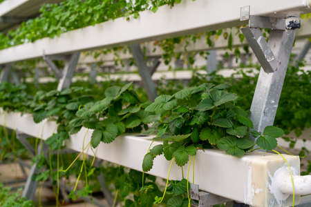 The fresh organic vegetable is grown using aquaponics or hydroponic farming.の写真素材