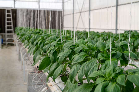The fresh organic vegetable is grown using aquaponics or hydroponic farming.