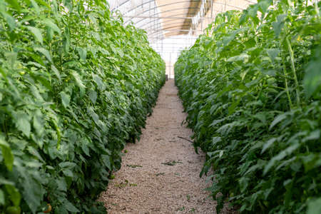 The fresh organic vegetable is grown using aquaponics or hydroponic farming.の写真素材