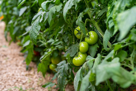 Tomato plants ripen with tomato vinesの写真素材