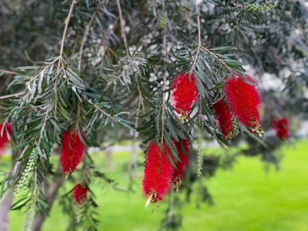 Beautiful Red Drooping Flowers of a Weeping Bottlebrush Treeの写真素材