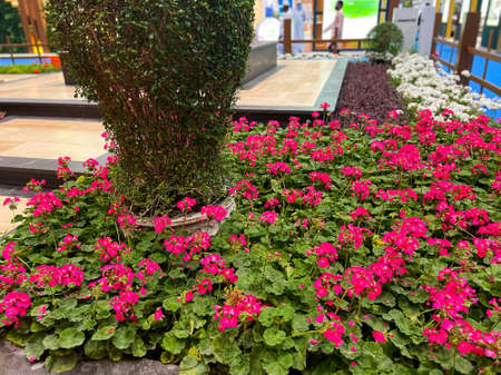 Natural flowers in at the flower exhibition in Qatar Dohaの写真素材