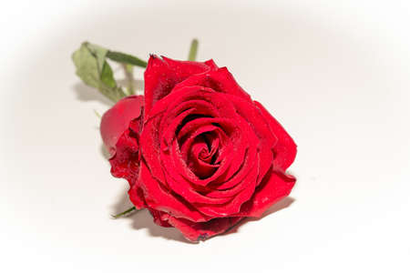 Fresh red rose on a white backgroundの写真素材