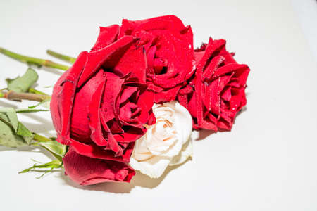 Fresh red rose on a white backgroundの写真素材