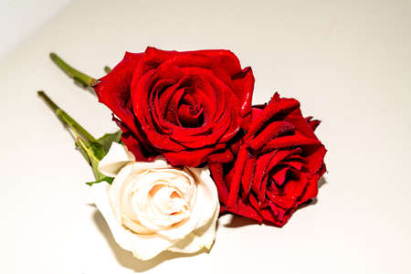 Fresh red rose on a white backgroundの写真素材