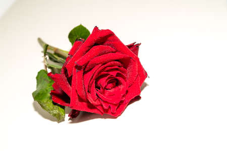 Fresh red rose on a white backgroundの写真素材