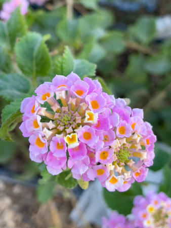 Beautiful Lantana flower close upの写真素材