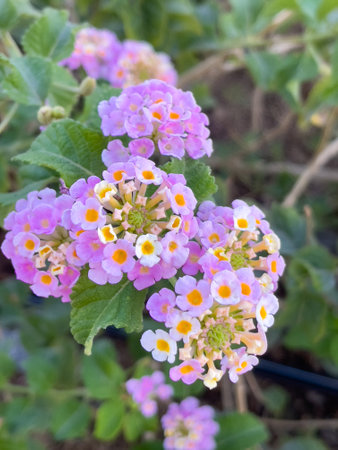 Beautiful Lantana flower close upの写真素材