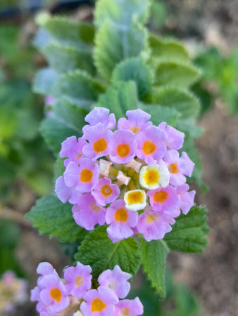 Beautiful Lantana flower close upの写真素材