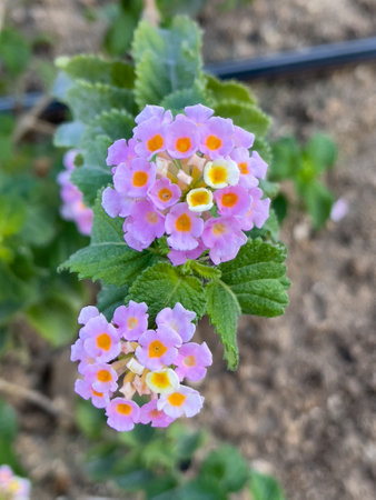 Beautiful Lantana flower close upの写真素材
