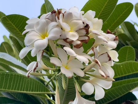 Close up of frangipani flowerの写真素材