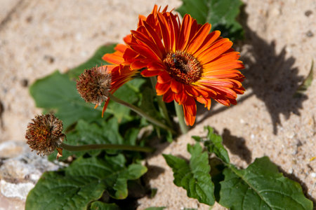 Orange gerbera flower on a background of green leaves and sandの写真素材