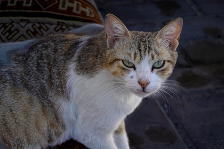 Tricolor cat, gray, ginger, white colors with big green eyes. Cat looking toward the camera. Closeup.の写真素材