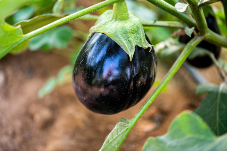 Eggplant in the garden. Fresh eggplant on the plant.の写真素材