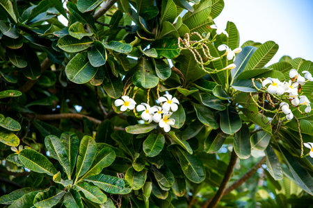 Frangipani flowers on the tree, Qatar. (Selective focus)の写真素材