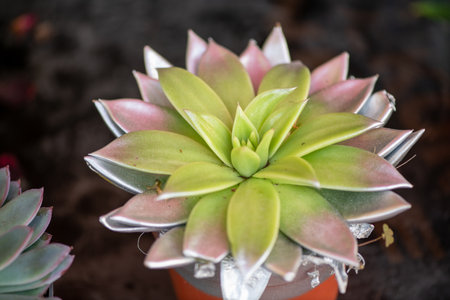 Succulent plant in a pot on a black background, stock photoの写真素材