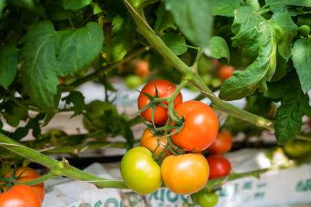 Ripe red and green tomatoes growing on a branch in a greenhouseの写真素材