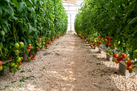 Tomatoes in a greenhouse. Rows of tomatoes in a greenhouse.の写真素材