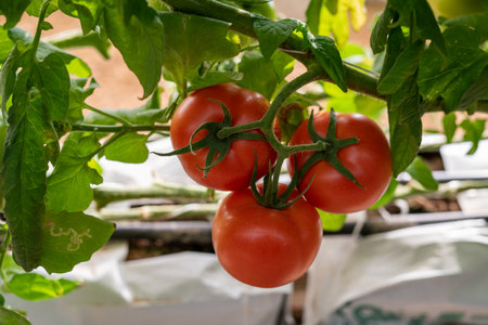 Ripe tomatoes on a branch in a greenhouse on a sunny dayの写真素材