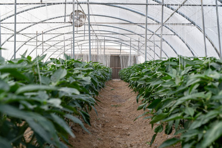 Greenhouse with pepper plants in the greenhouse. Greenhouse cultivation.の写真素材