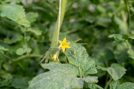 Yellow flower of melon plant with green leaves in the garden.の写真素材