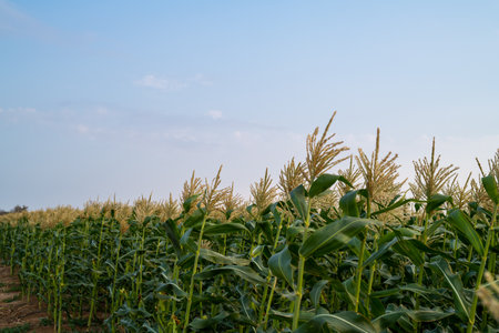 sorghum field with blue sky and white clouds in summerの写真素材