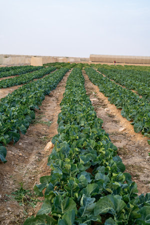 Cabbage field in a rural area,の写真素材