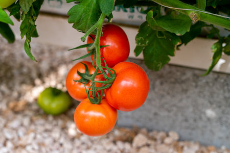 Ripe red tomatoes growing in a greenhouse. Ripe tomatoes on a branch.の写真素材