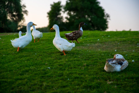 A flock of white ducks on a green meadow at sunset.の写真素材