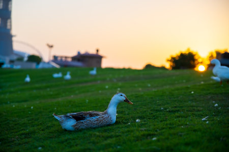 Duck on the green grass at sunset with a beautiful sky.の写真素材