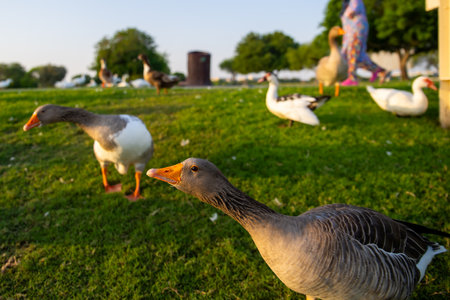 House geese walking on the green grass.の写真素材