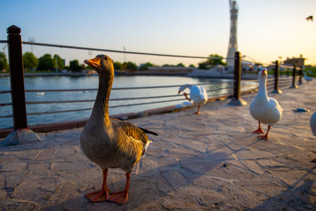 Wild geese and ducks coexist with people walking swimmingの写真素材