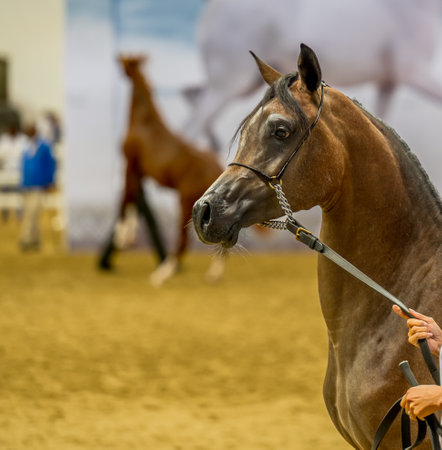Portrait of a purebred Arabian horse at the show in the arenaの写真素材