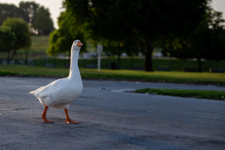 White geese on the green grass at sunset in the park.の写真素材