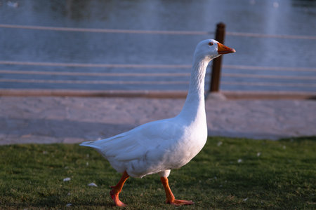 White goose standing on the green grass in the park at sunset.の写真素材