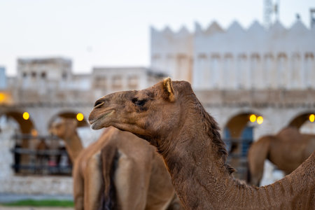 Camels in the City of Dohaの写真素材