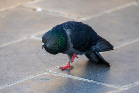Pigeon on the walkway in the city. Close upの写真素材