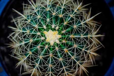 Close up of Golden Barrel Cactus (Golden ball cactus)の写真素材