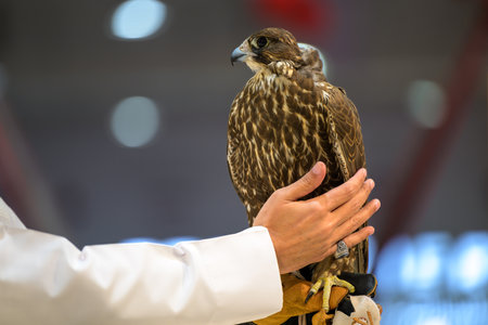 Close-up of a falcon in Katara International Hunting and Falcons Exhibition 2024 (s'hail)の写真素材