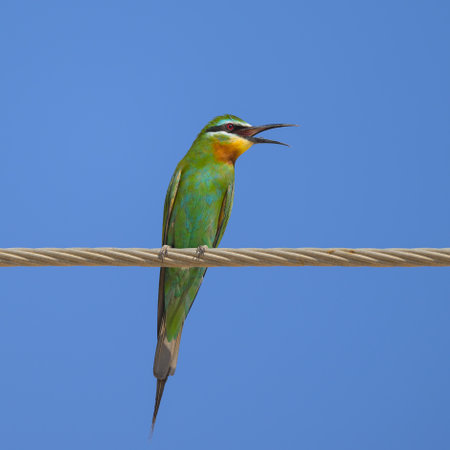 Bee-eater (Merops apiaster) perched on a wire